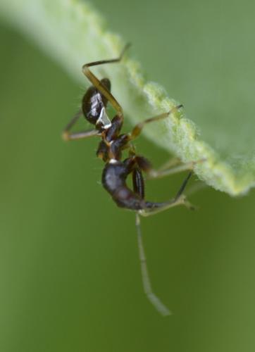 Réf. 209 019 : Himacerus mirmicoides